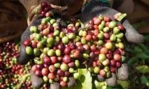 Giá cà phê tăng mạnh trở lại